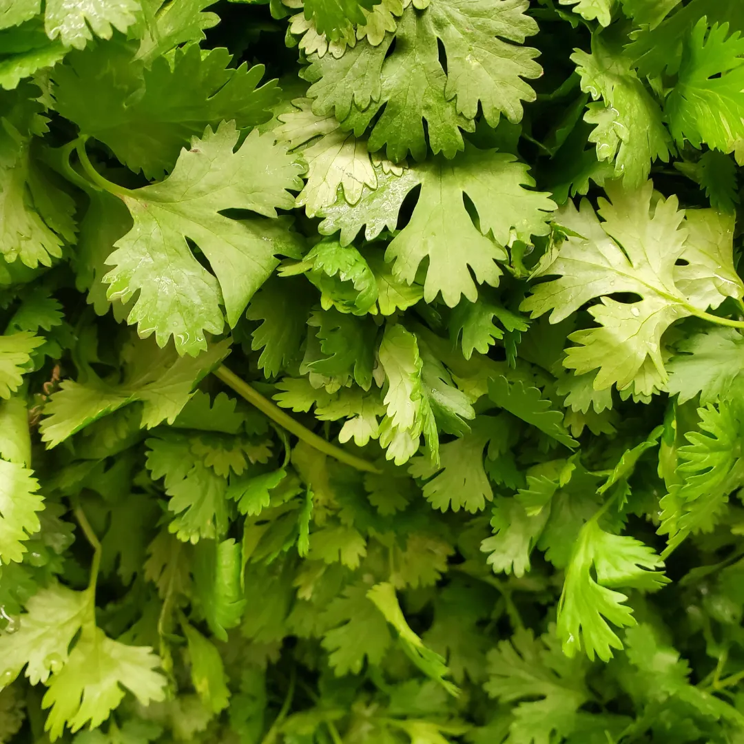 IQF Chopped Cilantro