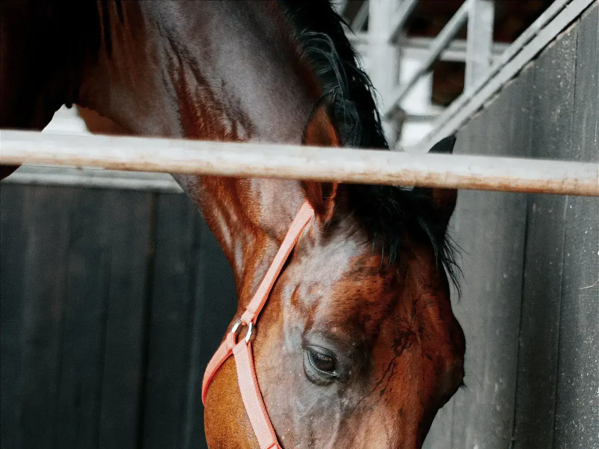 Eccomix® Equine