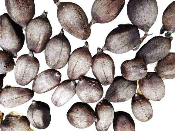 Babassu Oil