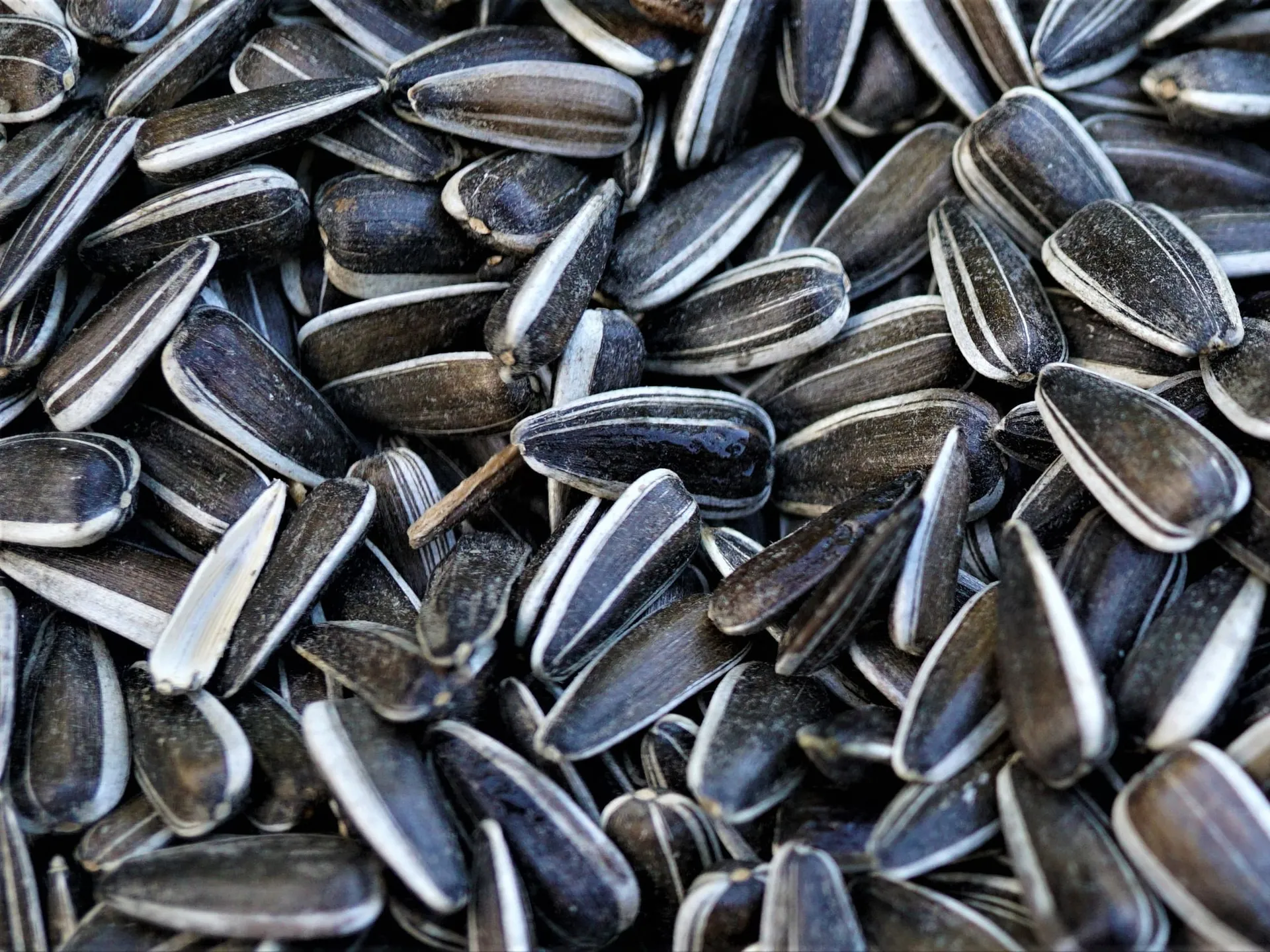 Sunflower Seeds